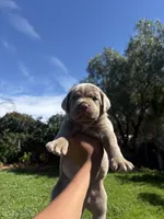 ace, a male Cane Corso for sale in Jurupa Valley, CA – Photo 1 of 4