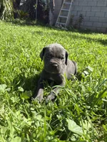 Bruno, a male Cane Corso for sale in Jurupa Valley, CA – Photo 4 of 4