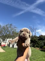 Ruby, a female Cane Corso for sale in Jurupa Valley, CA – Photo 1 of 4