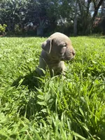 Ruby, a female Cane Corso for sale in Jurupa Valley, CA – Photo 3 of 4