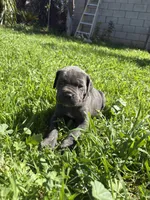 Bruno, a male Cane Corso for sale in Jurupa Valley, CA – Photo 3 of 4