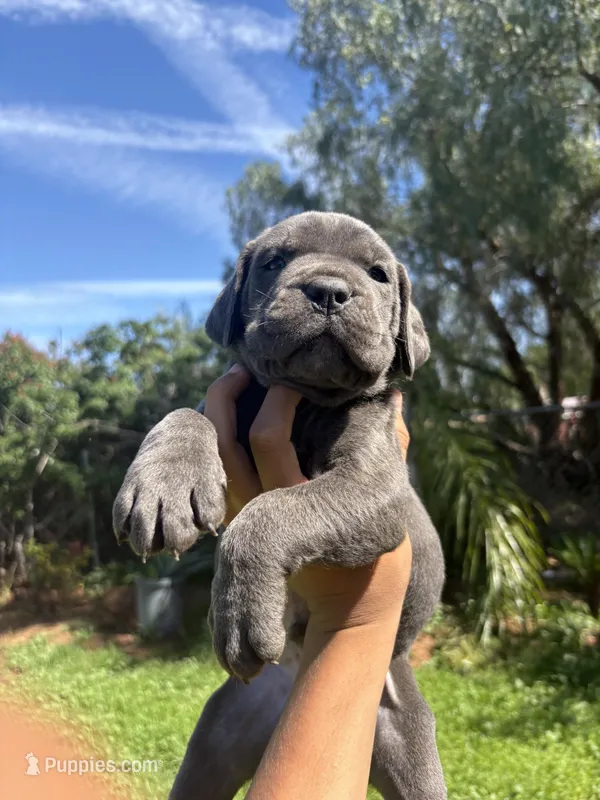 Bruno, a male Cane Corso for sale in Jurupa Valley, CA – Photo 1 of 4
