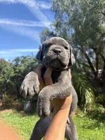 Bruno, a male Cane Corso for sale in Jurupa Valley, CA – Photo 1 of 4