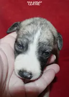CLAIRE, a female Whippet for sale in Hackett, AR – 6 of 10