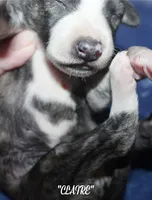 CLAIRE, a female Whippet for sale in Hackett, AR – Photo 4 of 5