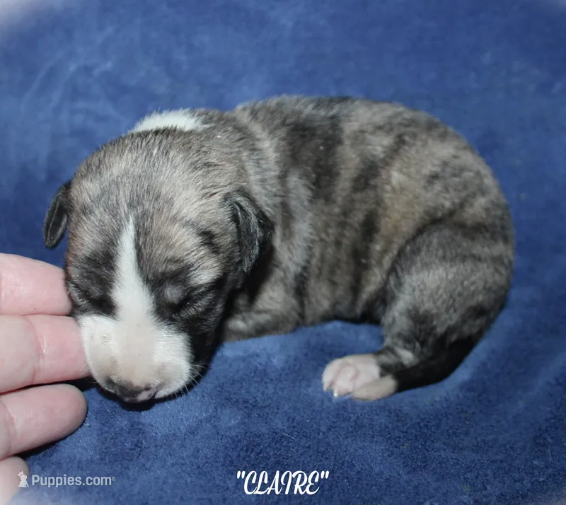 CLAIRE, a female Whippet for sale in Hackett, AR – Photo 1 of 5