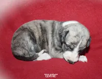 CLAIRE, a female Whippet for sale in Hackett, AR – 8 of 10