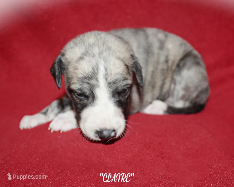 CLAIRE – Whippet puppy for sale in Hackett, AR