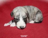 CLAIRE, a female Whippet for sale in Hackett, AR – 5 of 10