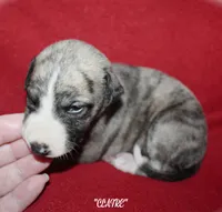 CLAIRE, a female Whippet for sale in Hackett, AR – 7 of 10