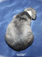 CLAIRE, a female Whippet for sale in Hackett, AR – Photo 5 of 5