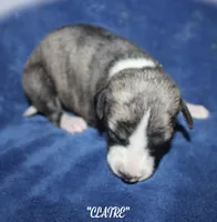 CLAIRE, a female Whippet for sale in Hackett, AR – Photo 3 of 5