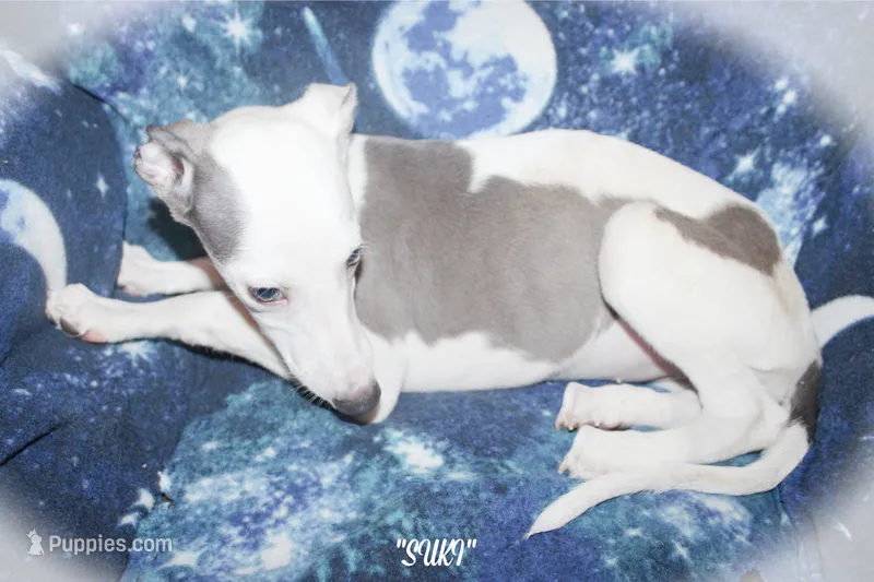 SUKI – Whippet puppy for sale in Hackett, AR