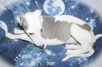 SUKI, a female Whippet for sale in Hackett, AR – 1 of 10