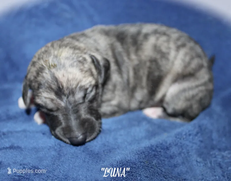 LUNA – Whippet puppy on hold in Hackett, AR