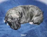 LUNA, a female Whippet for sale in Hackett, AR – Photo 1 of 6