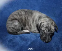 LUNA, a female Whippet for sale in Hackett, AR – Photo 3 of 6