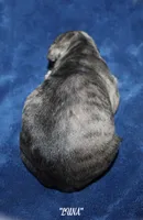 LUNA, a female Whippet for sale in Hackett, AR – Photo 6 of 6