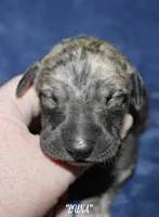 LUNA, a female Whippet for sale in Hackett, AR – Photo 2 of 6