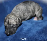 LUNA, a female Whippet for sale in Hackett, AR – Photo 4 of 6