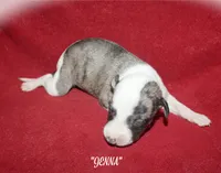 JENNA, a female Whippet for sale in Hackett, AR – 1 of 4