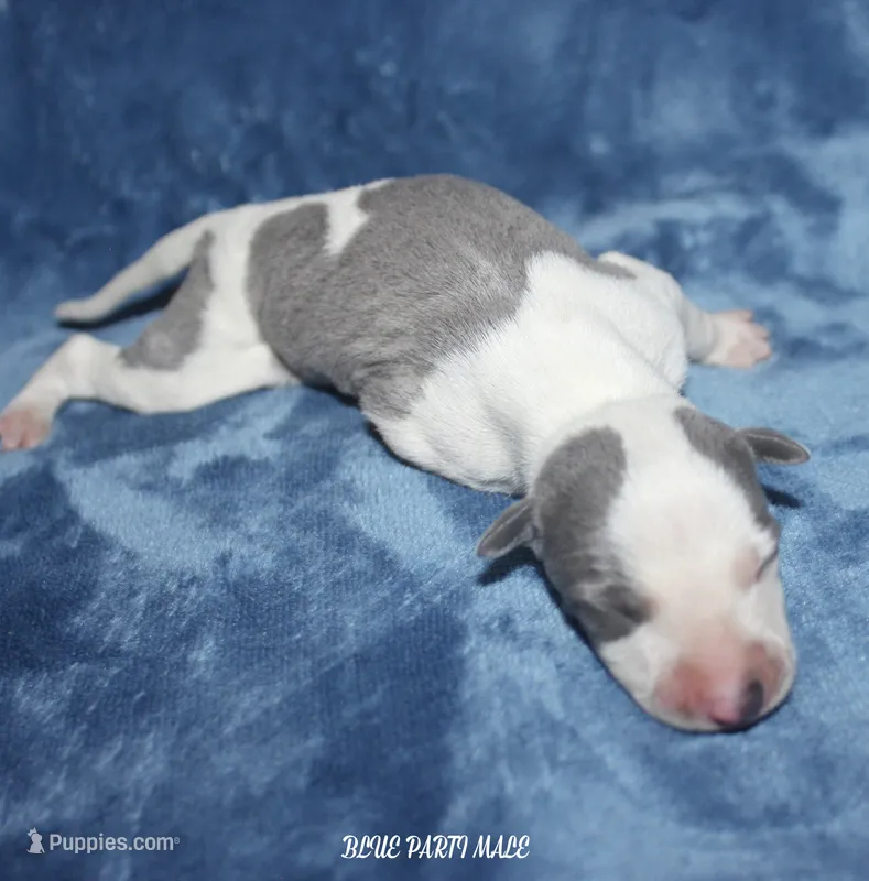 STEVE – Whippet puppy for sale in Hackett, AR