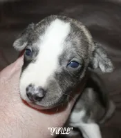 QUILL, a male Whippet for sale in Hackett, AR – 2 of 8