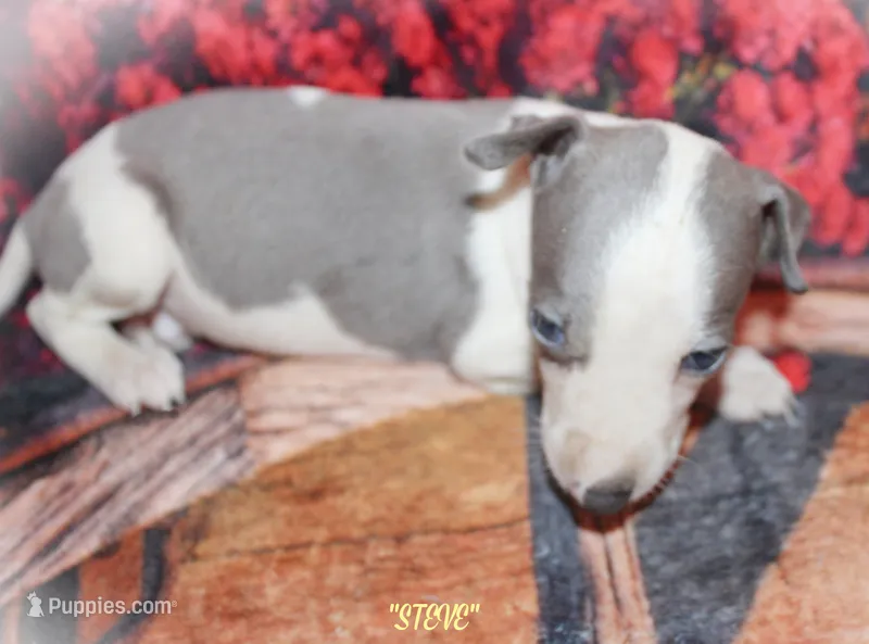 STEVE – Whippet puppy for sale in Hackett, AR