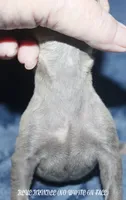 TYSON, a male Whippet for sale in Hackett, AR – 4 of 5