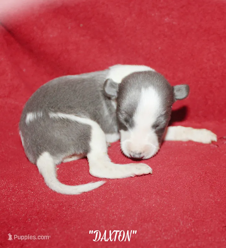 DAXTON – Whippet puppy for sale in Hackett, AR