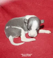 DAXTON, a male Whippet for sale in Hackett, AR – 1 of 4