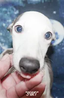 SUKI, a female Whippet for sale in Hackett, AR – 2 of 10