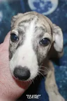 CLAIRE, a female Whippet for sale in Hackett, AR – 2 of 10
