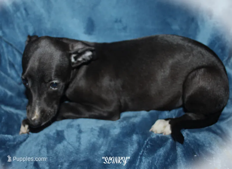 SLINKY – Whippet puppy for sale in Hackett, AR