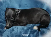 SLINKY, a female Whippet for sale in Hackett, AR – 1 of 4