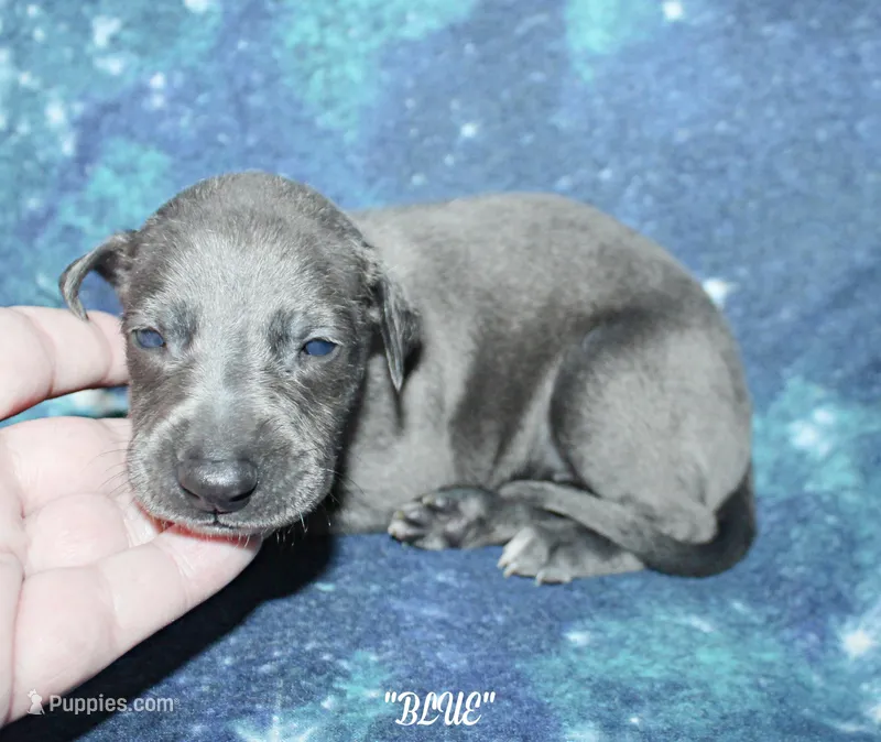 BLUE – Whippet puppy for sale in Hackett, AR