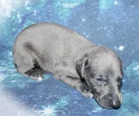 BLUE, a male Whippet for sale in Hackett, AR – 5 of 8