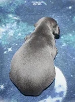 BLUE, a male Whippet for sale in Hackett, AR – 8 of 8