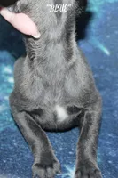BLUE, a male Whippet for sale in Hackett, AR – 6 of 8