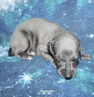 BLUE, a male Whippet for sale in Hackett, AR – 3 of 8