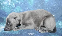 BLUE, a male Whippet for sale in Hackett, AR – 7 of 8
