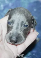 BLUE, a male Whippet for sale in Hackett, AR – 2 of 8