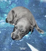 BLUE, a male Whippet for sale in Hackett, AR – 4 of 8