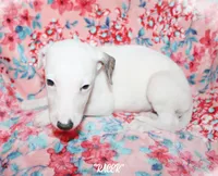 processed/77d22939-d4aa-4257-81c7-a37576a086f7/listing/1a2cf710-b4d1-48a1-9d77-3f5f4d949f62/09e3b88f-c181-4820-975f-e23feb11f626