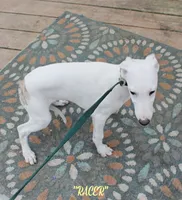 processed/77d22939-d4aa-4257-81c7-a37576a086f7/listing/1a2cf710-b4d1-48a1-9d77-3f5f4d949f62/18e290a4-ceb0-4736-a6c3-7033c23e5ad8