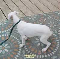 processed/77d22939-d4aa-4257-81c7-a37576a086f7/listing/1a2cf710-b4d1-48a1-9d77-3f5f4d949f62/1a7f584d-eb24-4e17-8ec9-a5760bf680c3