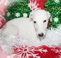 processed/77d22939-d4aa-4257-81c7-a37576a086f7/listing/1a2cf710-b4d1-48a1-9d77-3f5f4d949f62/3a387997-bf22-496b-aaae-fc27b3ffd884