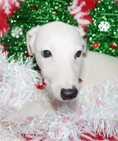 processed/77d22939-d4aa-4257-81c7-a37576a086f7/listing/1a2cf710-b4d1-48a1-9d77-3f5f4d949f62/659163d9-b8d9-4ac5-8f5e-c7c6cb35eac2