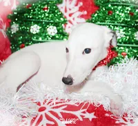 processed/77d22939-d4aa-4257-81c7-a37576a086f7/listing/1a2cf710-b4d1-48a1-9d77-3f5f4d949f62/6ec1f8f3-067d-4210-ba2c-623056cc75b6