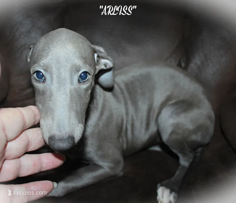 ARLISS – Whippet puppy for sale in Hackett, AR